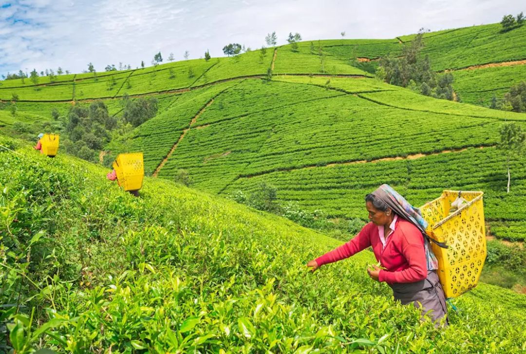 Visit to a Tea Factory